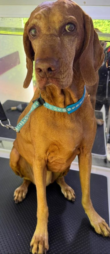 Hungarian Vizsla 
