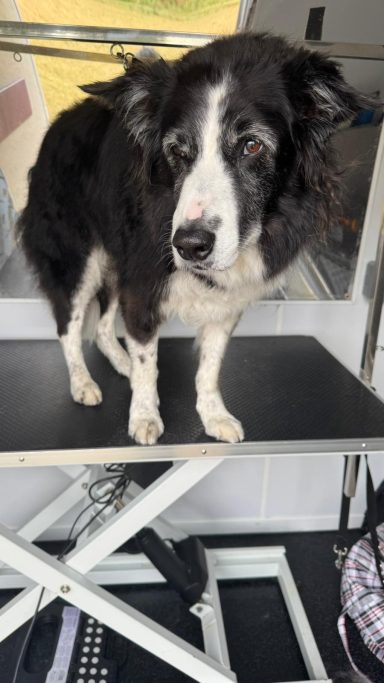 Fred Border Collie - deshed