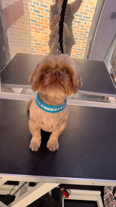Shih Tzu