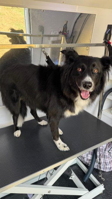 |Border Collie - Deshed