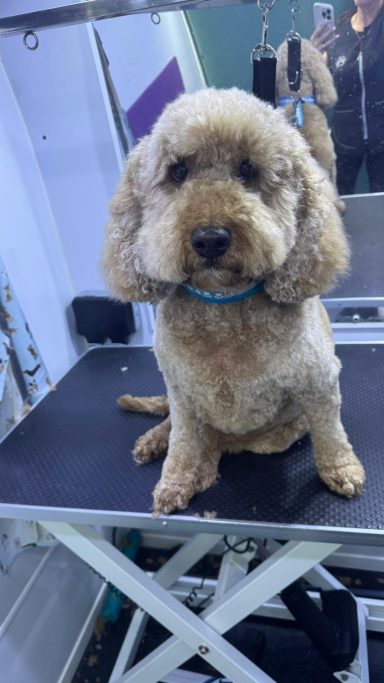 Ollie Cockapoo - Full Groom