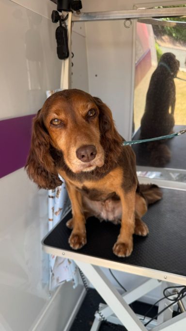 Cocker Spaniel
