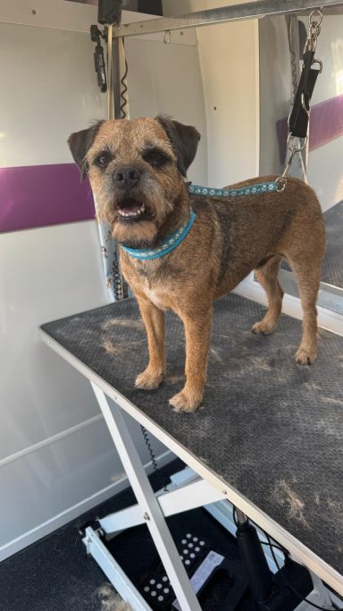 Border Terrier Hand Strip 