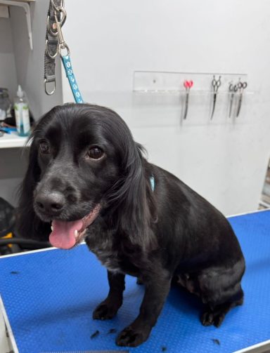 Sprocker Spaniel - Bath, clip and trim