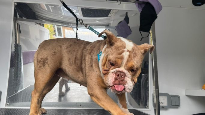 Nelly English Bull Dog - Deshed