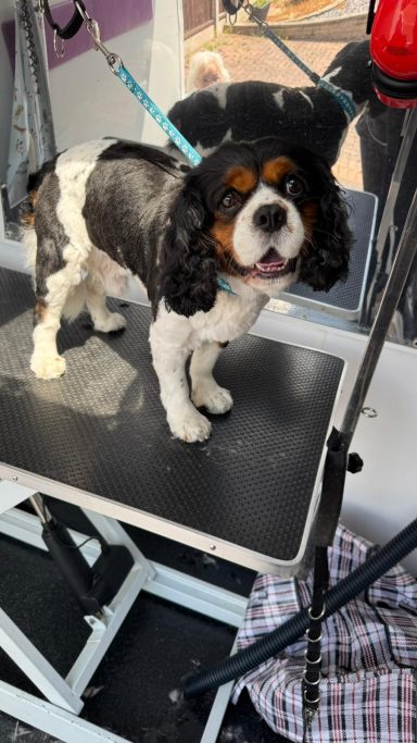 Cavalier King Charles Spaniel - Full Groom