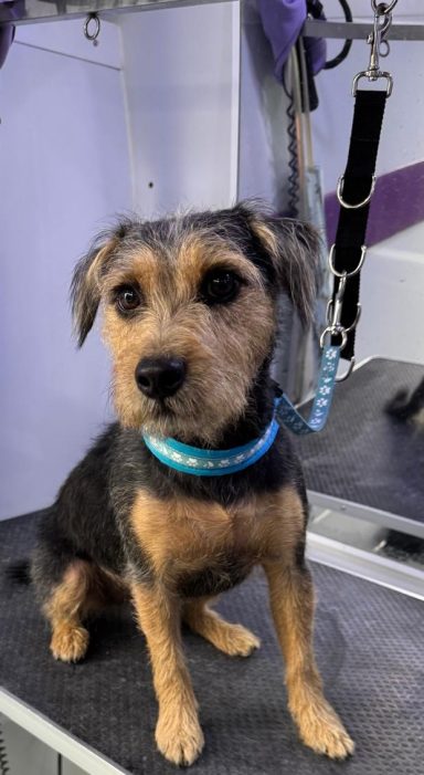 Finbar Lakeland x Patterdale