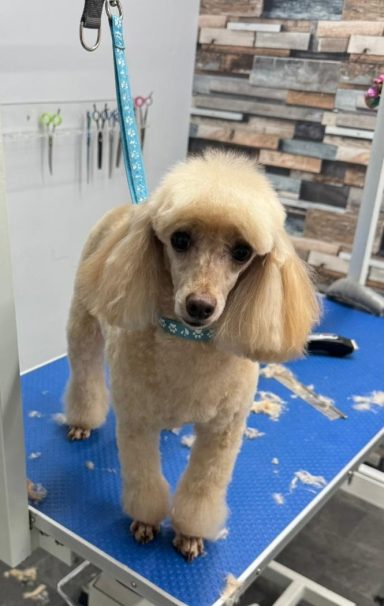 Miniature Poodle Groom  