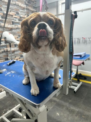 Cavalier King Charles Spaniel - bath, clip and trim