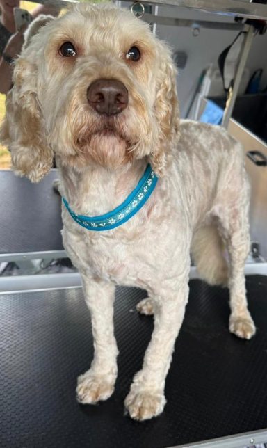 Poodle - Full Groom