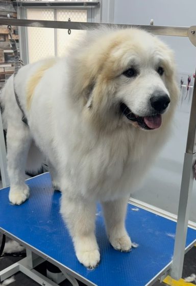 Great Pyrenees - Bath and deshed