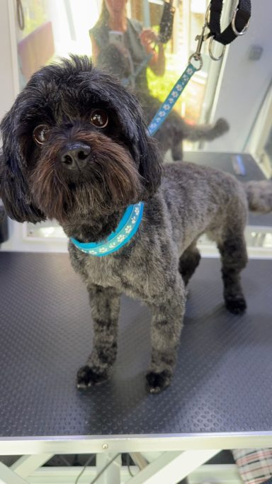 Shihpoo