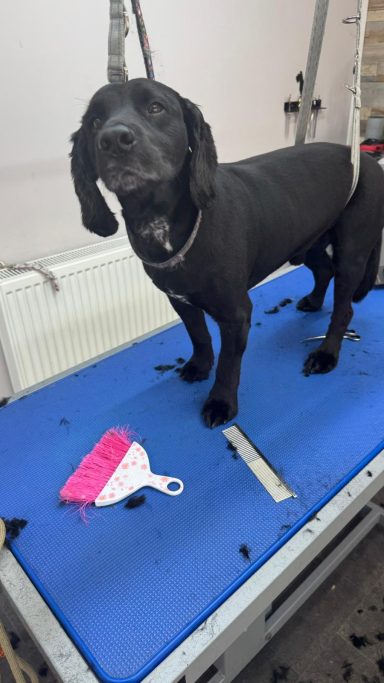 Cocker Spaniel - Bath, clip and trim