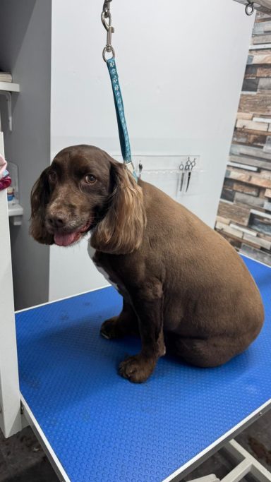 Sprocker Spaniel - bath and clip