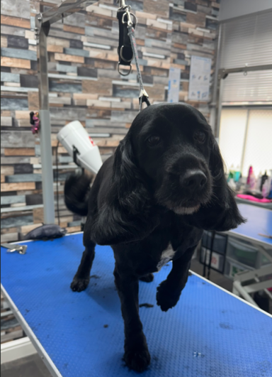 Sprocker Spaniel