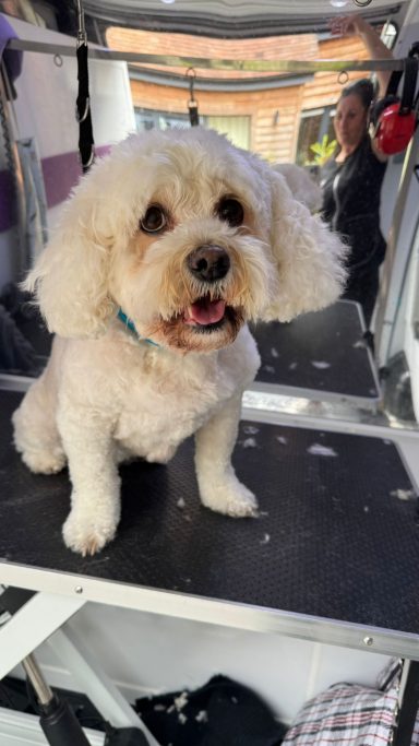 Cockapoo