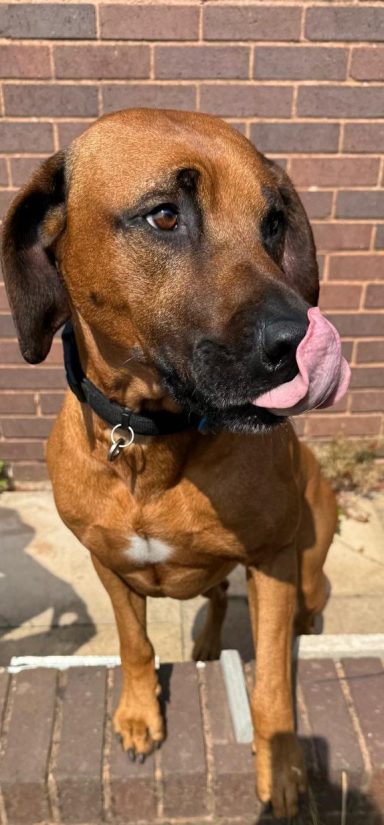 Monty Rhodesian Ridgeback