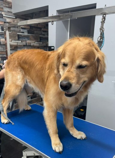 Golden retriever de-shed