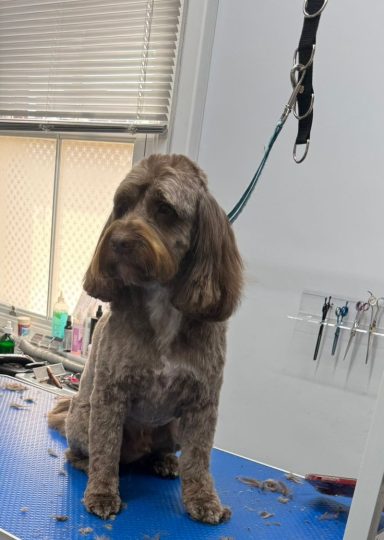 Cavapoo - baath, clip and trim