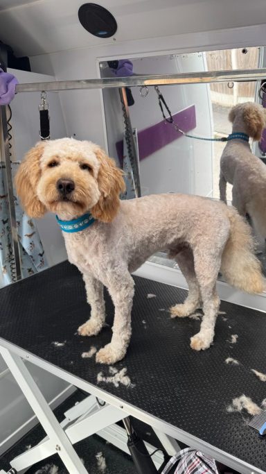 Cockapoo - Full Groom