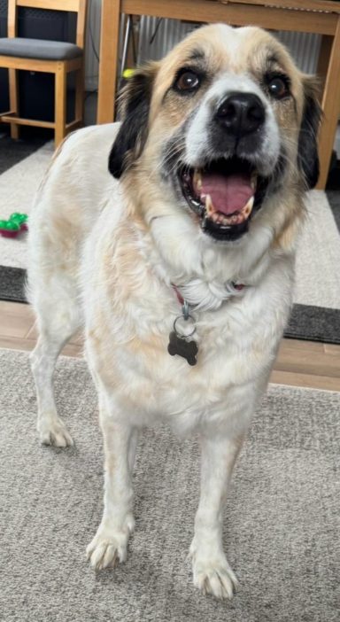 Benji Pyrenees Mountain Dog