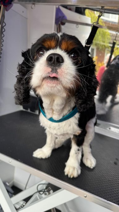 Maureen Cavalier King Charles Spaniel