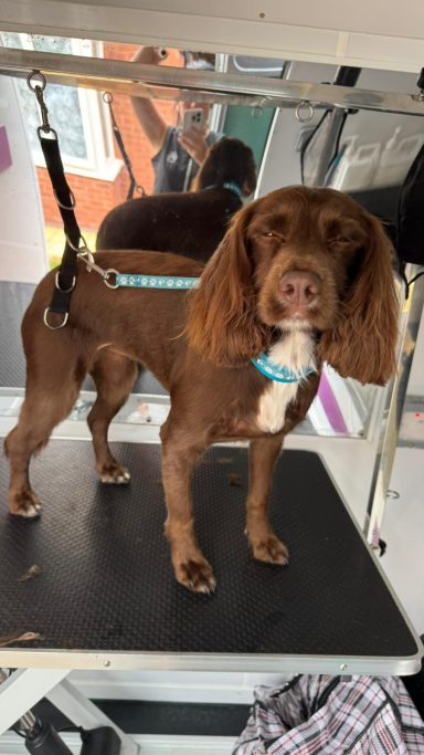 Cocker Spaniel - Full Groom