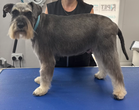 Schnauzer Groom