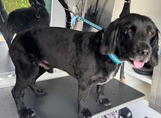 Cappy Sprocker Spaniel