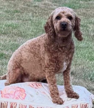 Cockapoo - Full Groom