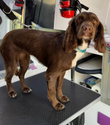 Lexxi Cocker Spaniel