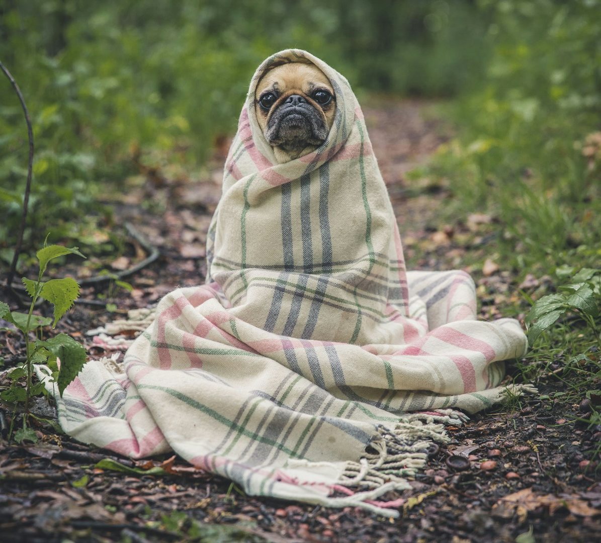 Dog groom Terms and conditions