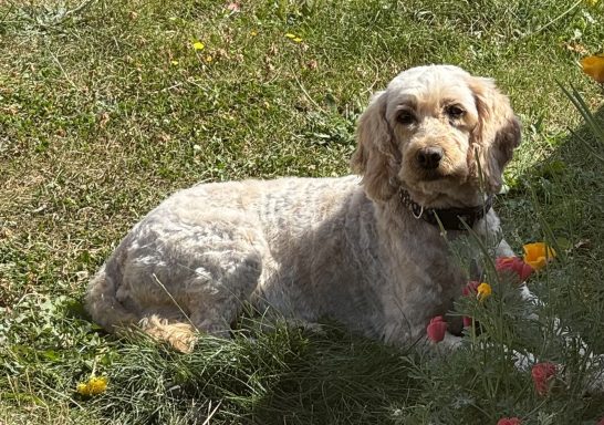 Cockapoo - Full Groom