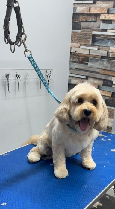 Cavapoo - Bath, Clip and trim