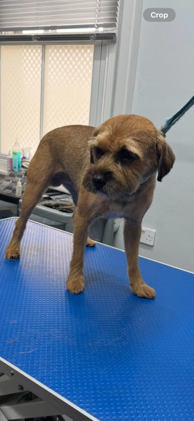 Border Terrier - Hand strip