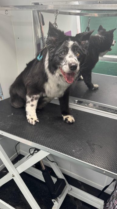 Border Collie - Deshed