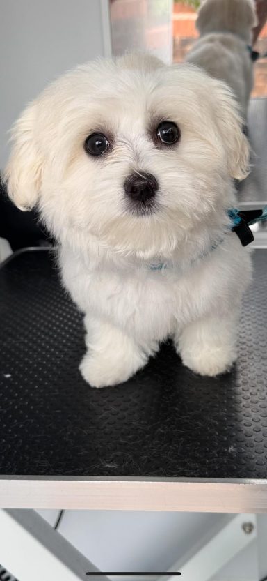 Maltese - Puppy Groom
