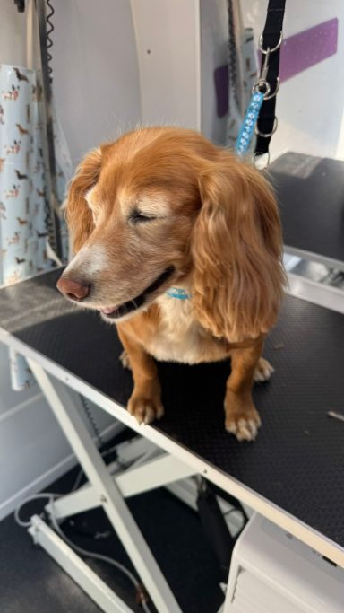 Cocker Spaniel Full Groom