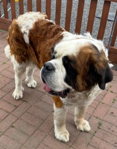 Bella St Bernard