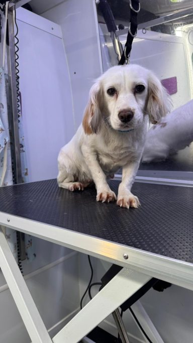 Spaniel X - Full Groom