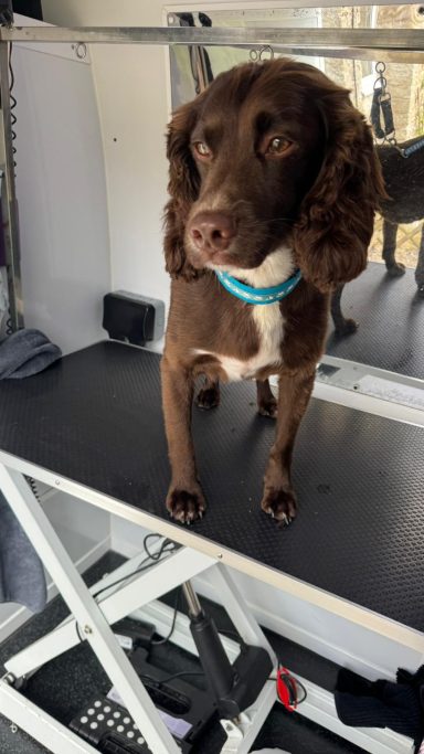 Cocker Spaniel 