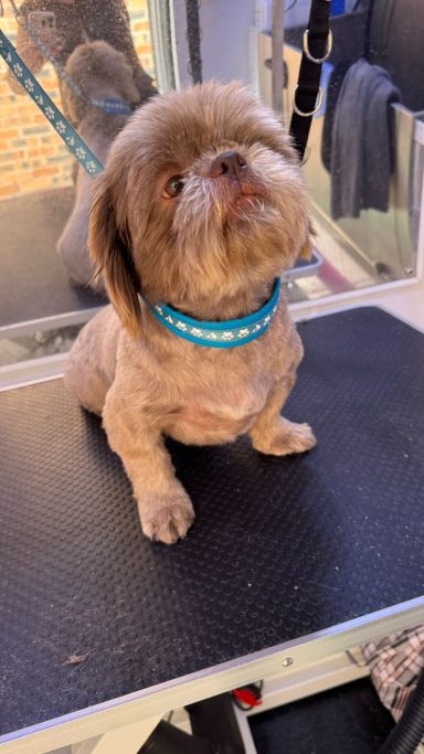 Shih Tzu