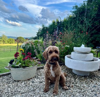 Cockerpoo Full Groom