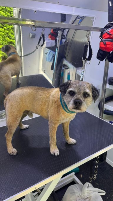 Archie Border Terrier