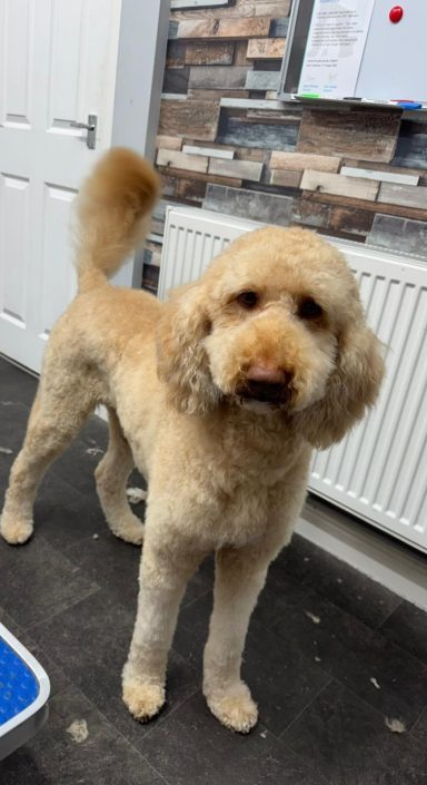 Standard Poodle Groom