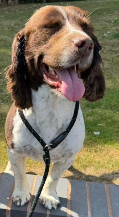 Thomas Springer Spaniel
