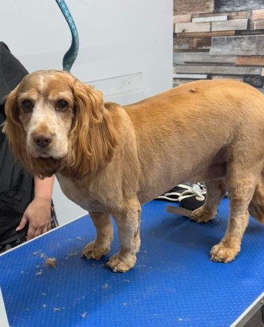 Cocker spaniel - Bath, trim and clip