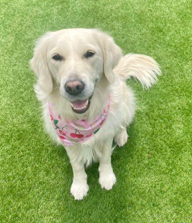 Golden Retriever - Deshed
