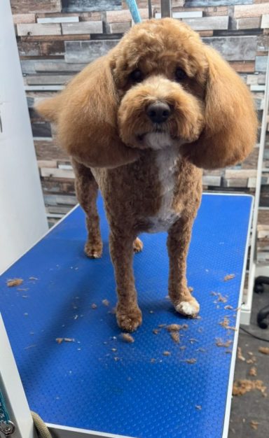 Cavapoo Bath, clip and trim