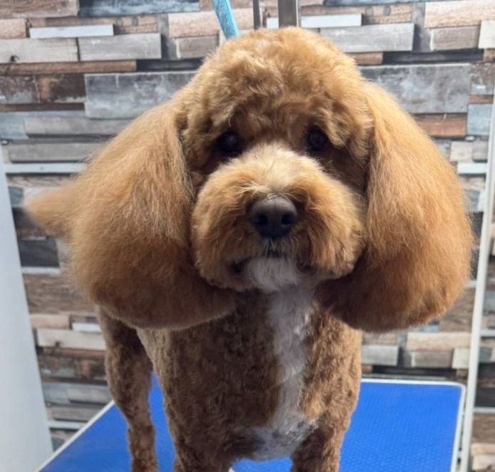 bath, clip and trim Dog groom